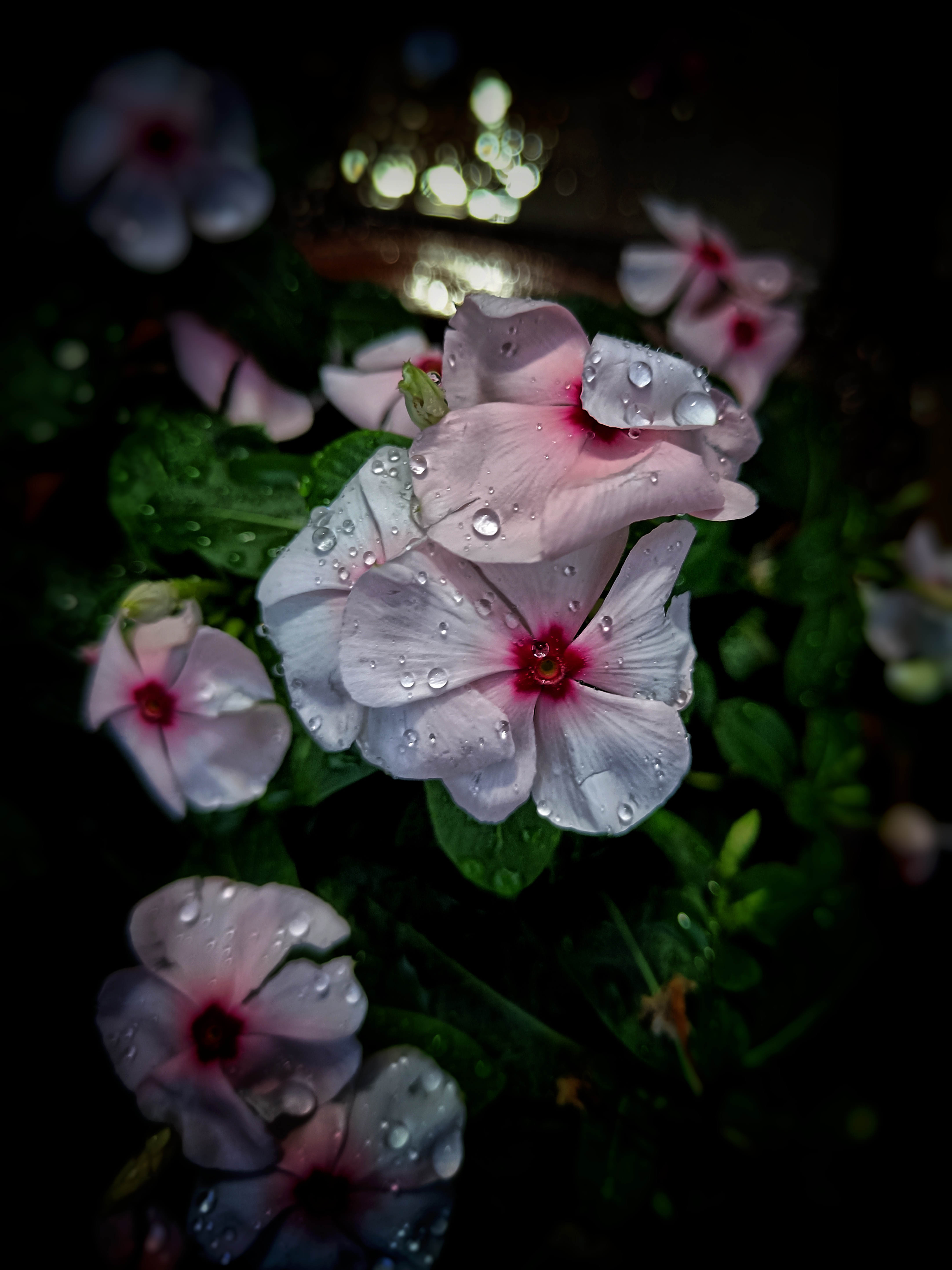 myphotography
